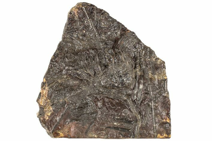Bargain, Silurian Fossil Crinoid (Scyphocrinites) Plate - Morocco #189913